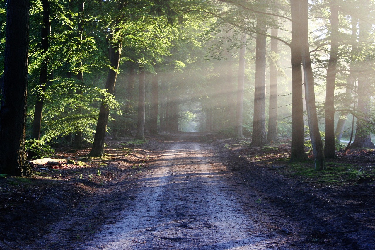 open book magic forest